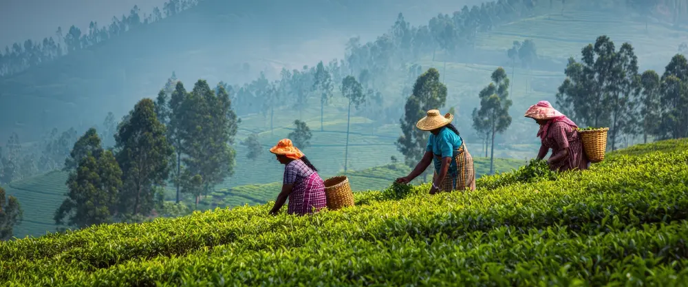 Tea Stock photos by Vecteezy